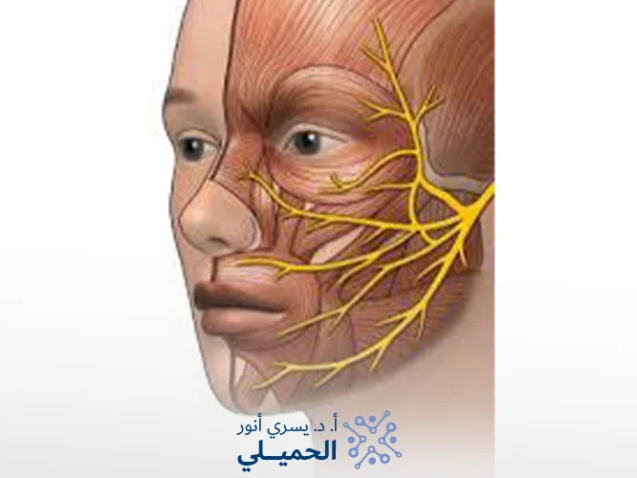 أسباب-تأخر-شفاء-التهاب-العصب-السابع