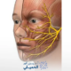 أسباب-تأخر-شفاء-التهاب-العصب-السابع