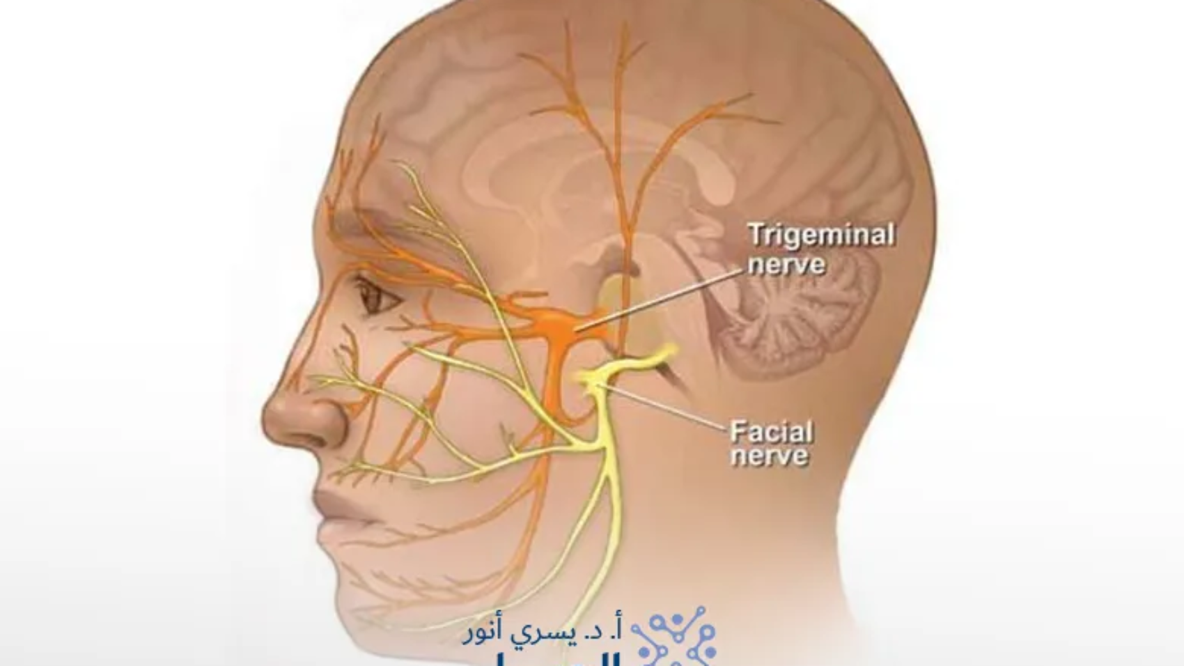 الفرق-بين-العصب-الخامس-والسابع