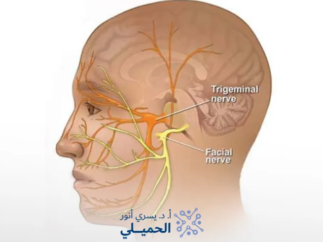الفرق بين العصب الخامس والسابع