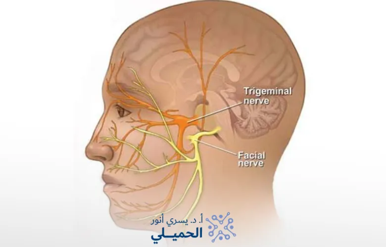 الفرق-بين-العصب-الخامس-والسابع