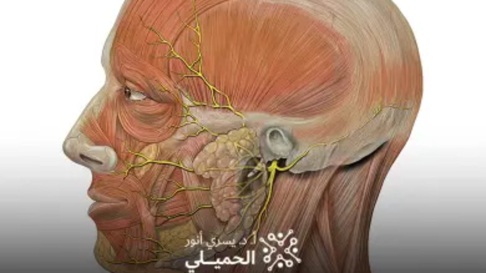 تكلفة-عملية-التردد-الحراري-للعصب-الخامس