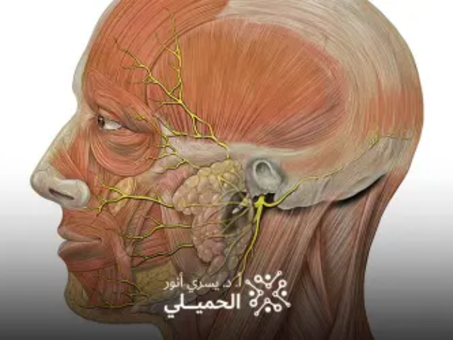 تكلفة-عملية-التردد-الحراري-للعصب-الخامس