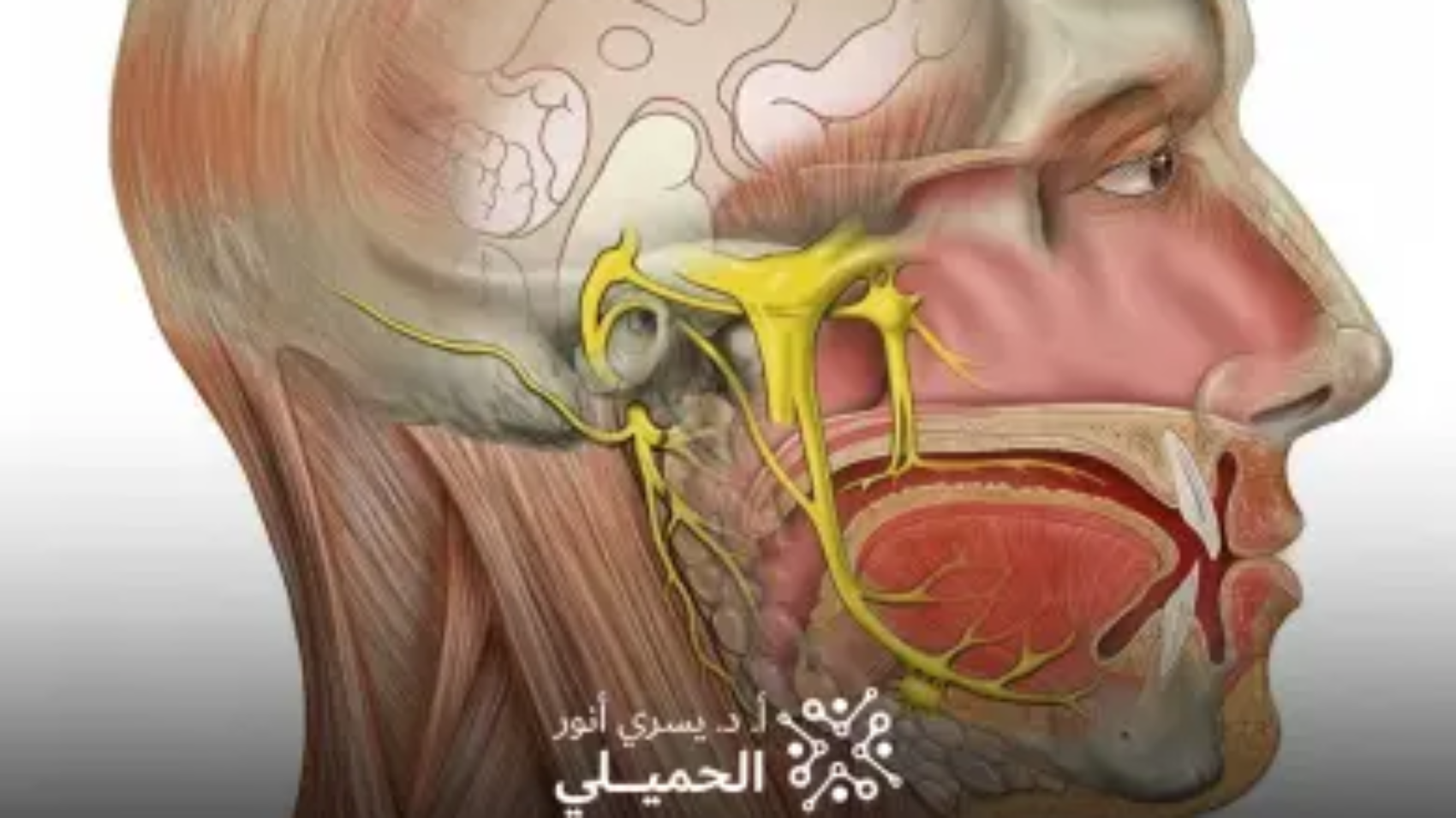 علاج-العصب-الخامس-بالتردد-الحراري