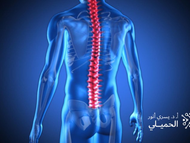 أفضل دكتور لعلاج الحبل الشوكي في مصر