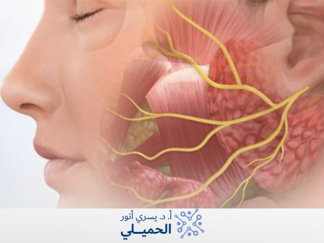 العصب السابع