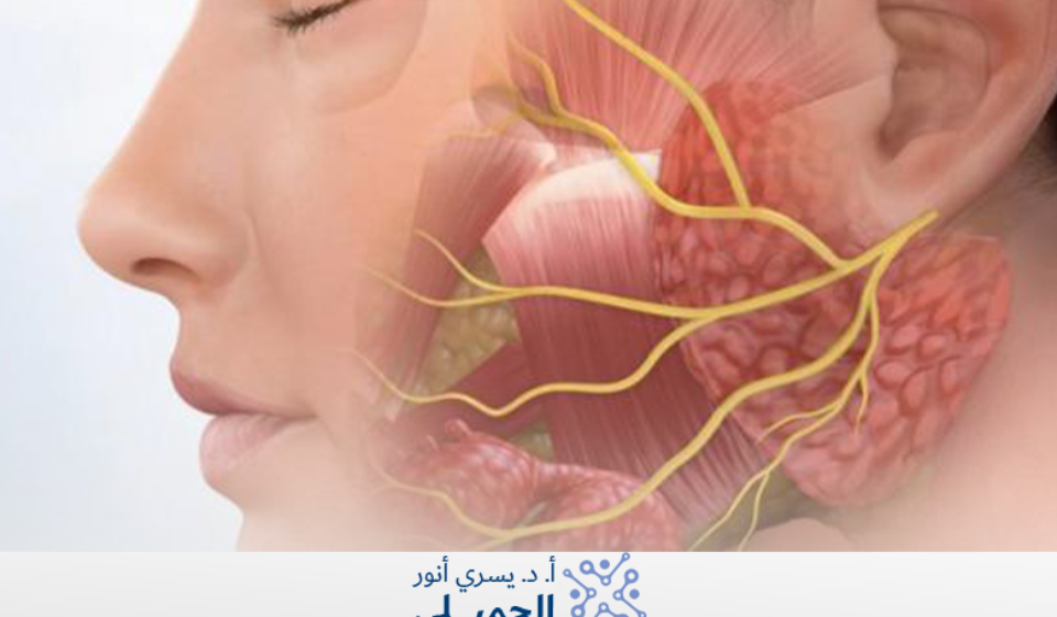 العصب السابع