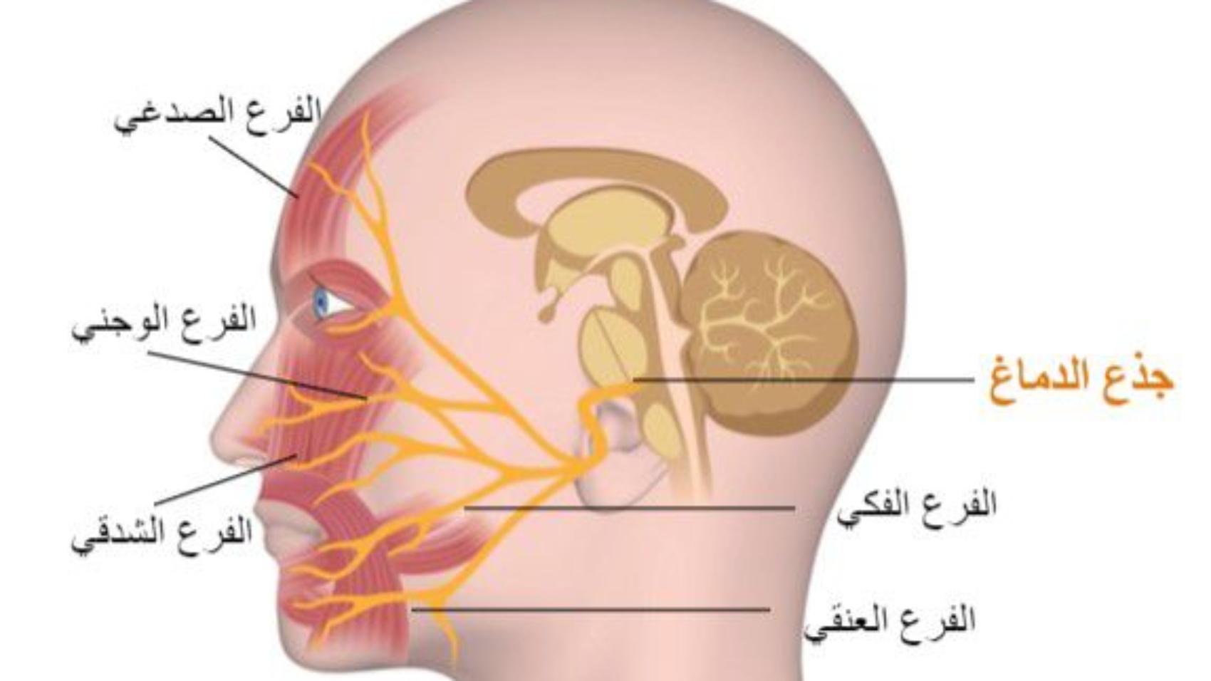 كيف تتعافى سريعًا من العصب السابع؟ 8 طرق فعالة مجرّبة