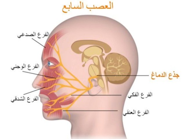 كيف تتعافى سريعًا من العصب السابع؟ 8 طرق فعالة مجرّبة