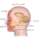 كيف تتعافى سريعًا من العصب السابع؟ 8 طرق فعالة مجرّبة