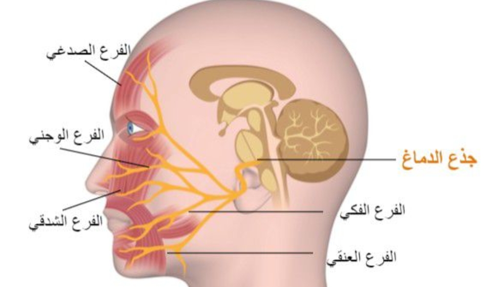 كيف تتعافى سريعًا من العصب السابع؟ 8 طرق فعالة مجرّبة