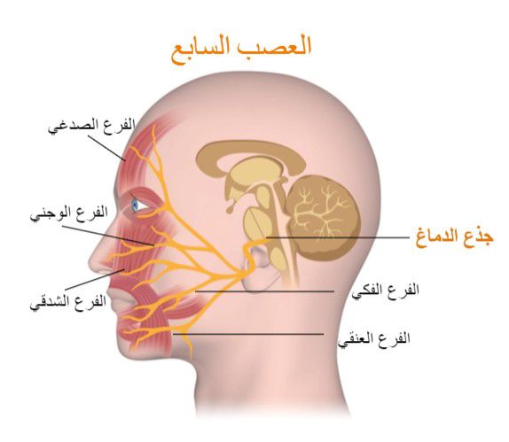كيف تتعافى سريعًا من العصب السابع؟ 8 طرق فعالة مجرّبة